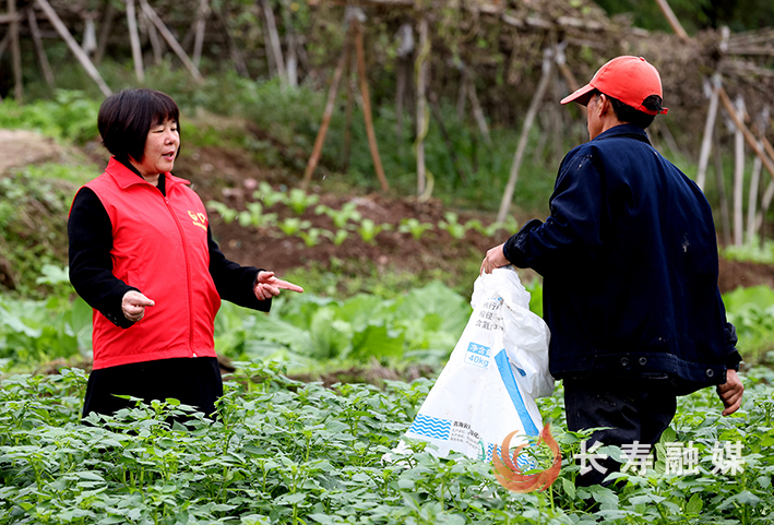 渡舟农技人员进田间助力增产增收 (1)