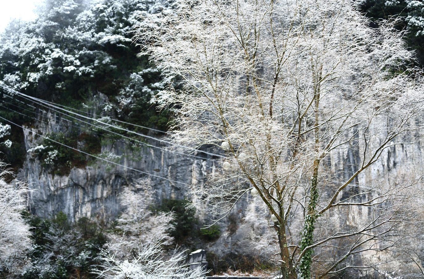 大雪過后，樹梢掛滿亮晶晶的銀條兒。（攝影：郭又嘉）