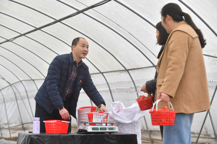 新春走基层丨新民村的黑珍珠草莓熟了 “年货推销员”带货忙