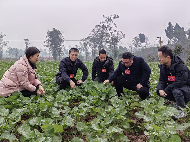 龙石镇：人大代表心系油菜种植 助力乡村振兴新画卷