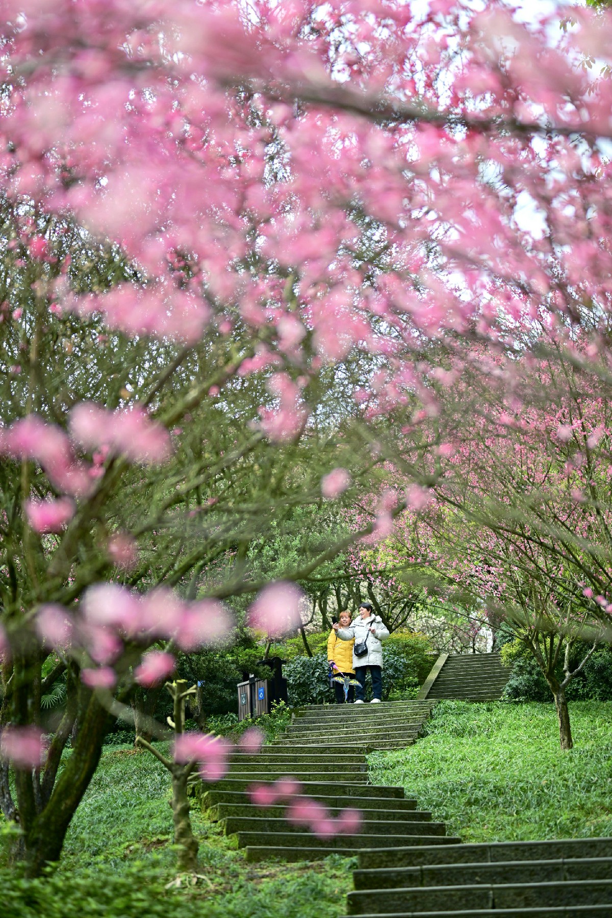 春色满园关不住 南山植物园赏花季(428784)-20250211105351~1.jpg