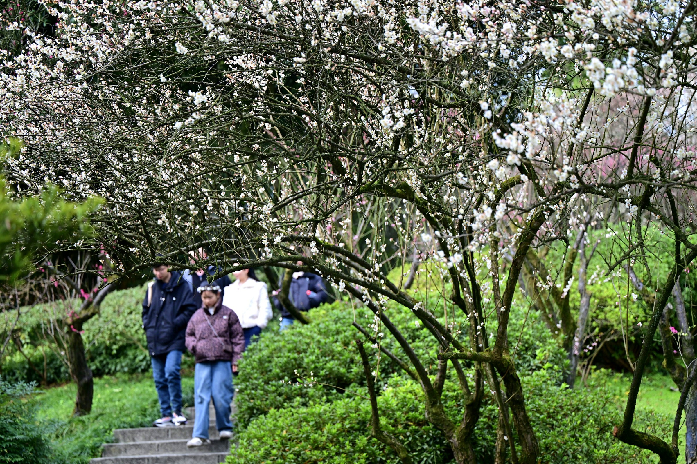 春色满园关不住 南山植物园赏花季(428778)-20250211105336~1.jpg