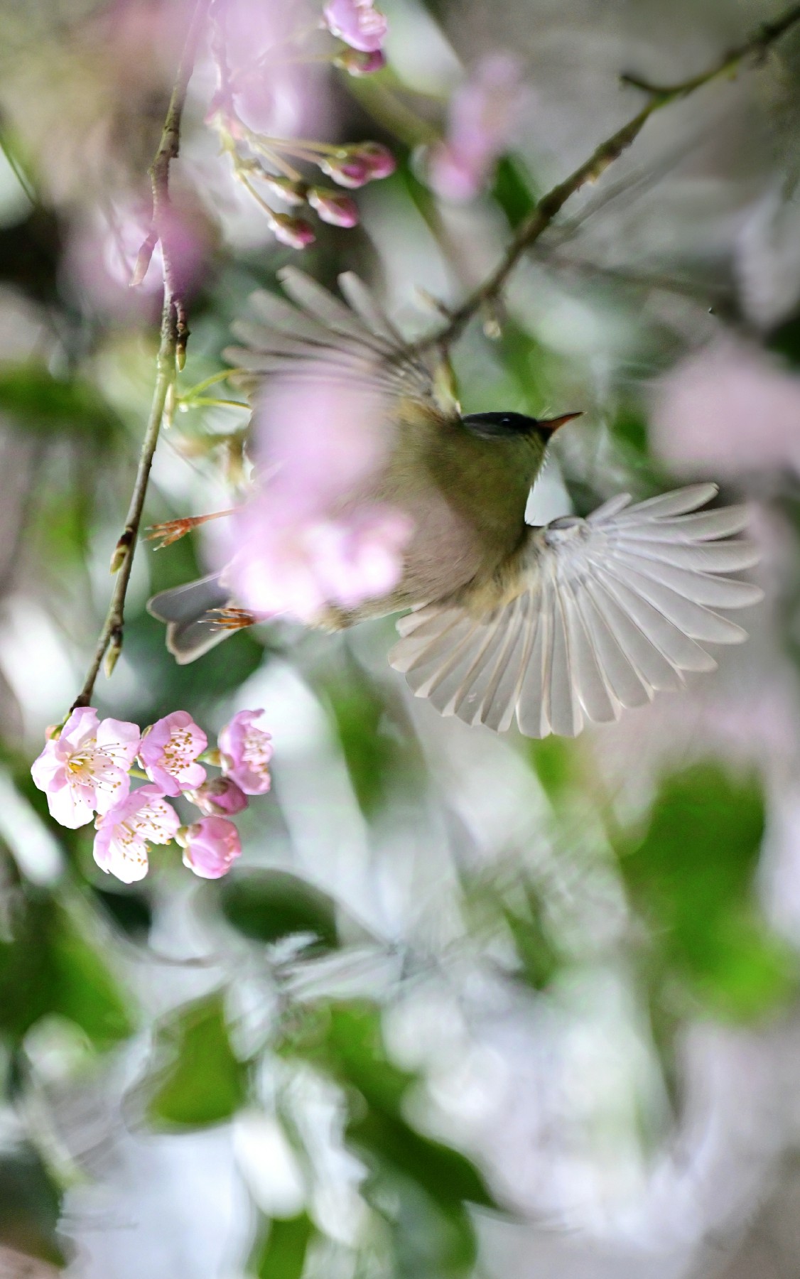 春色满园关不住 南山植物园赏花季(428772)-20250211105303~1.jpg