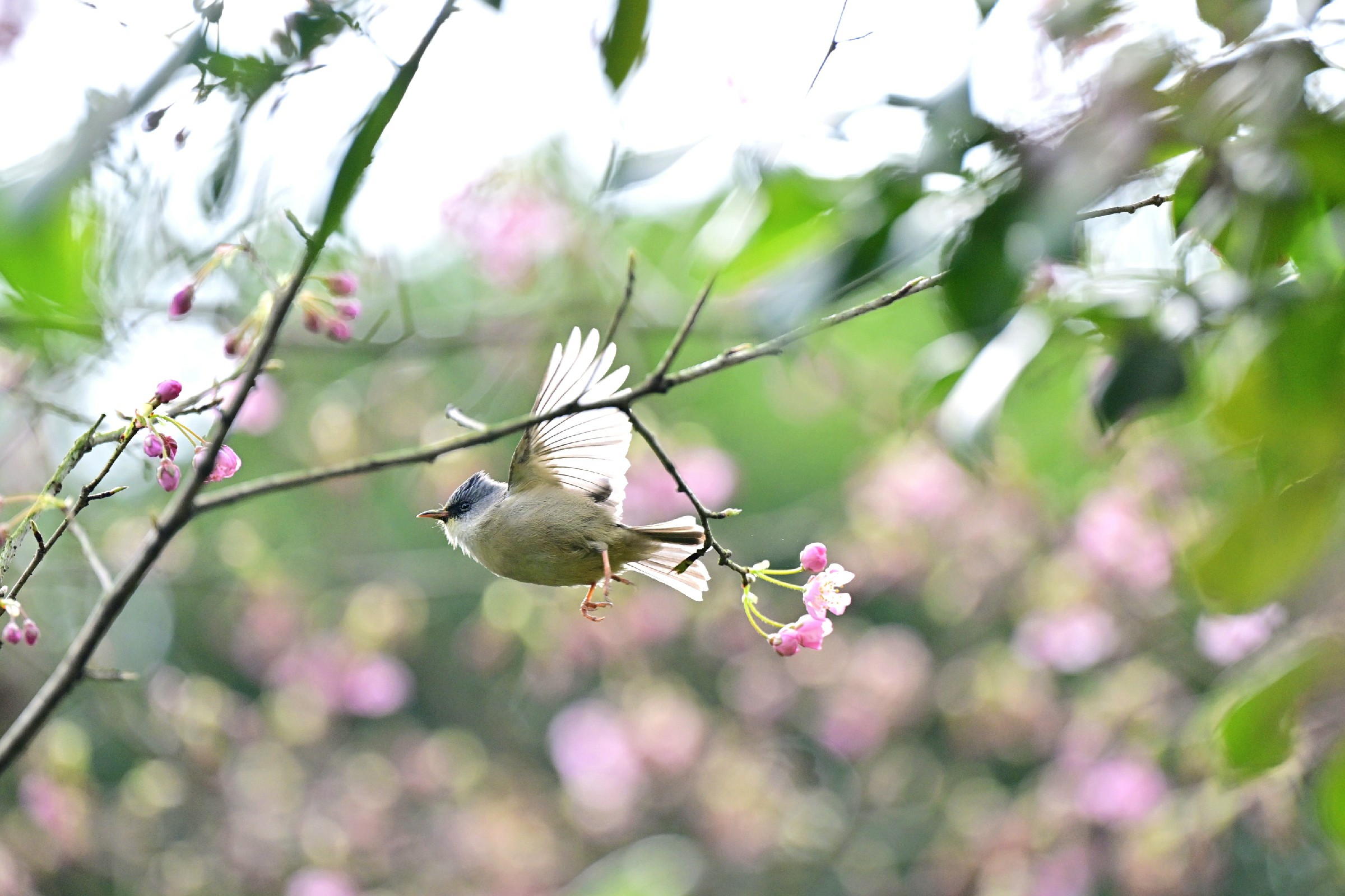 春色满园关不住 南山植物园赏花季(428774)-20250211105311~1.jpg