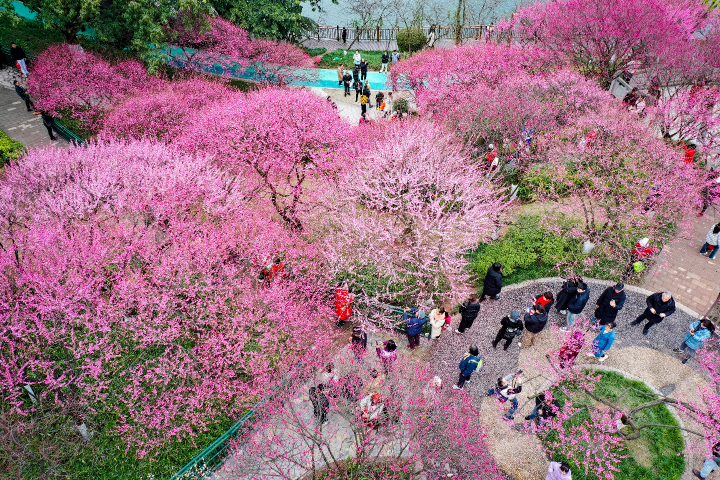 共赴一场“梅”好时光 九龙坡最新赏花地图来了