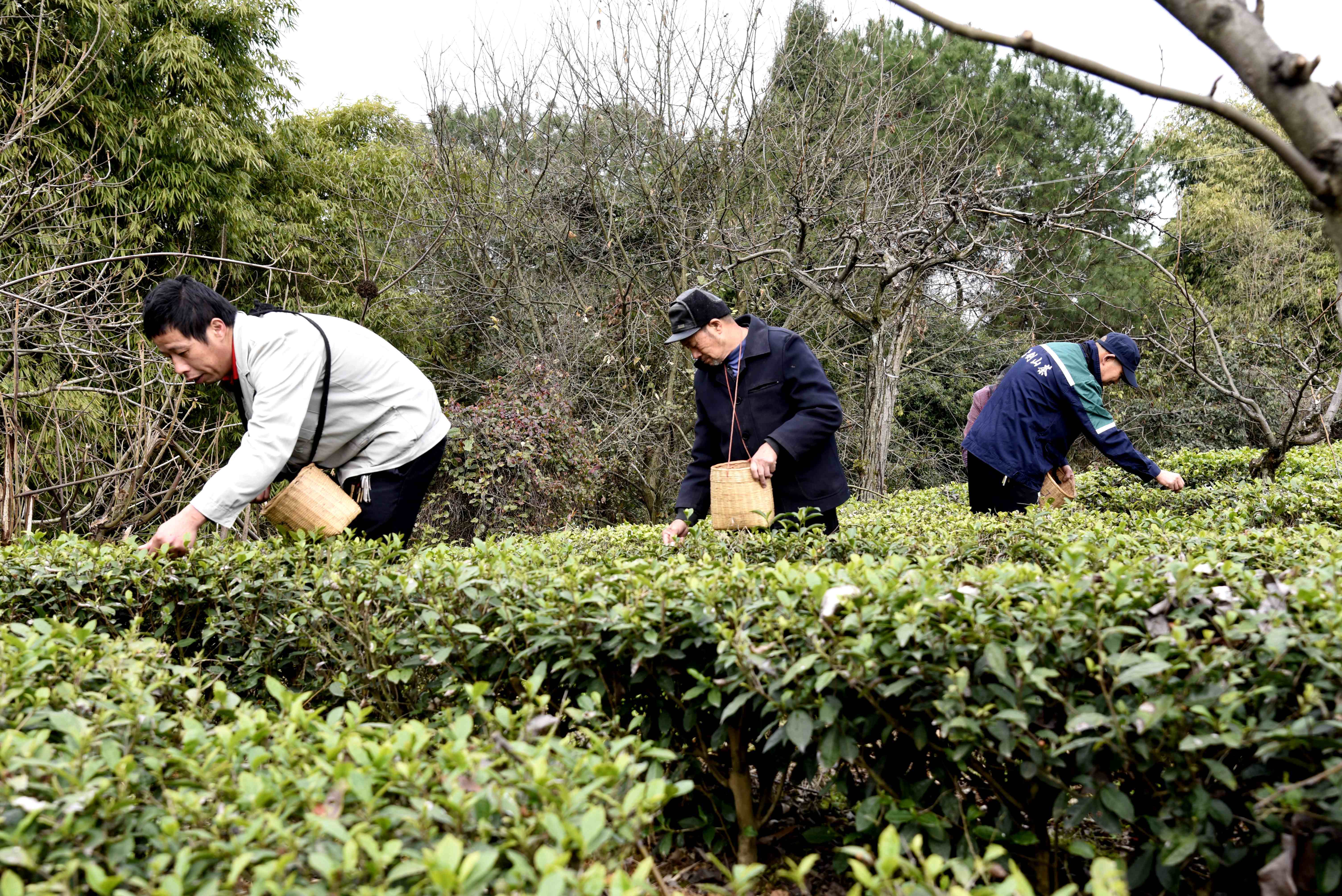 明前茶開采。（攝影：張靜）