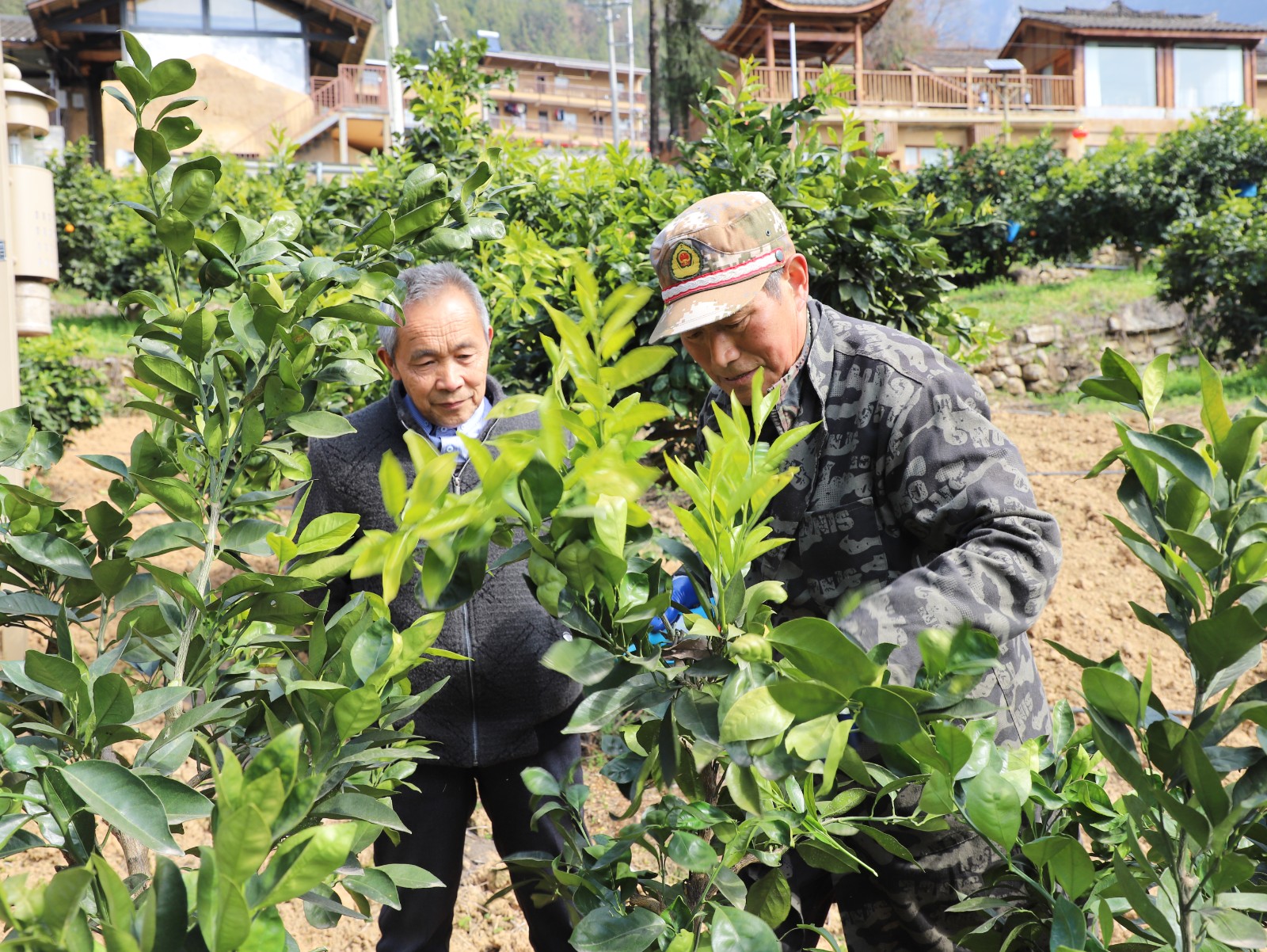 毛相林与农技人员探讨柑橘种植中遇到的问题。鲁作炳摄.JPG