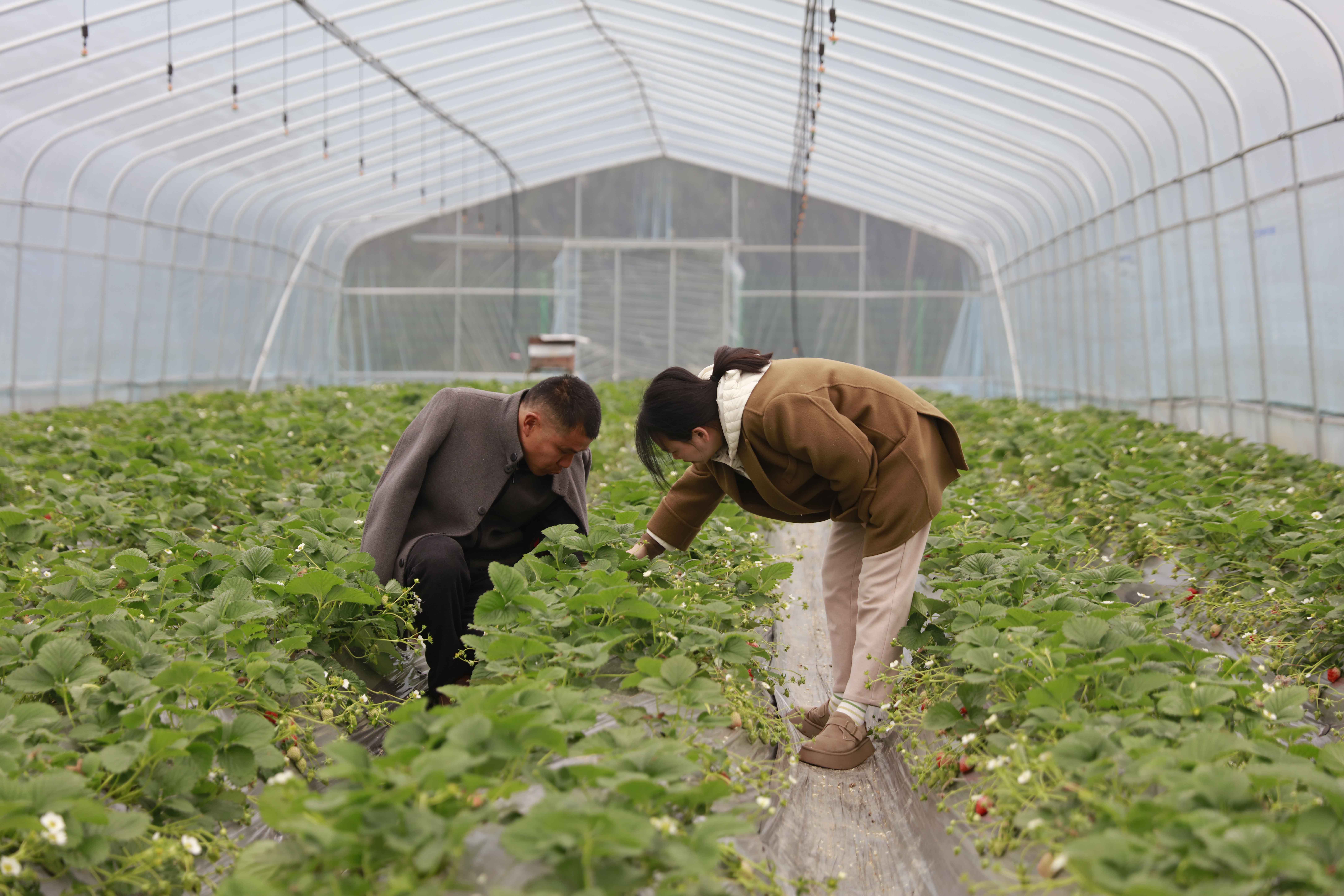 农技专家为种植大户讲解草莓管护技术2.jpg