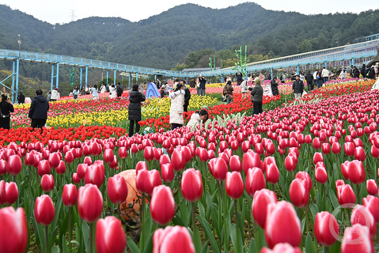 春色| 上游主题摄影征稿作品展——孙凯芳作品 