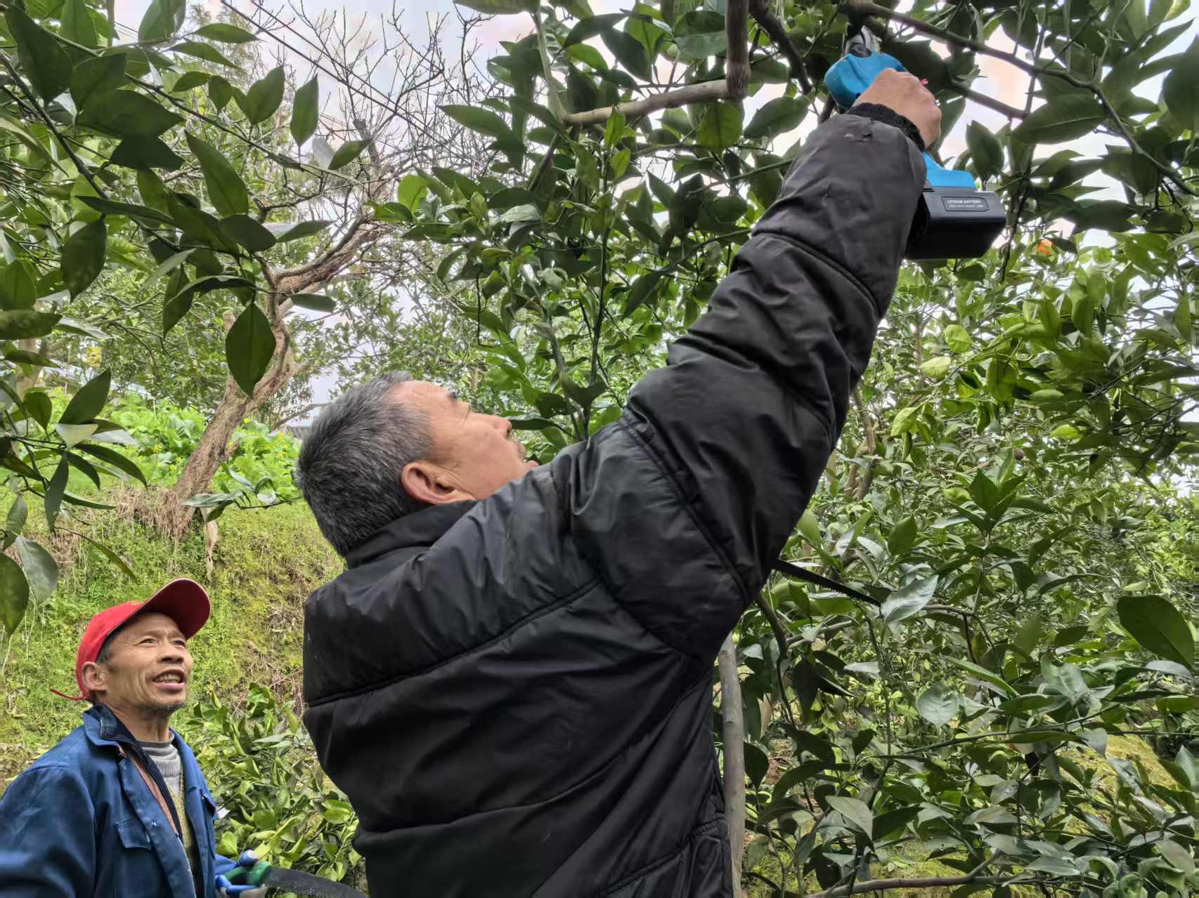 農(nóng)業(yè)社會化服務(wù)柑橘修剪隊隊員正在修枝。夏榮偉 攝