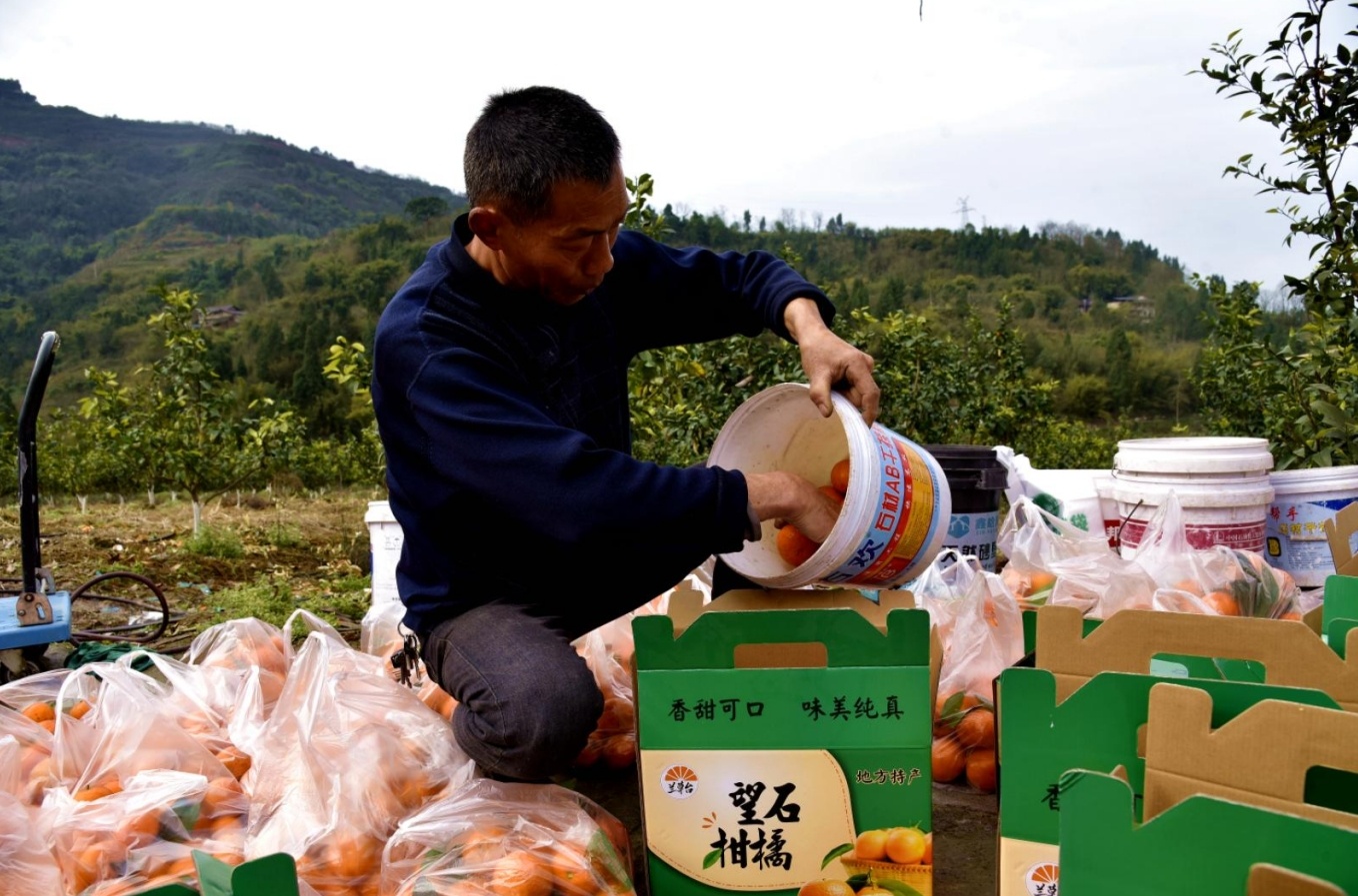 果农将采摘的沃柑装箱。（摄影：张静）