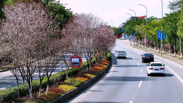 忠县：红叶李花开 粉色彩带绕江城