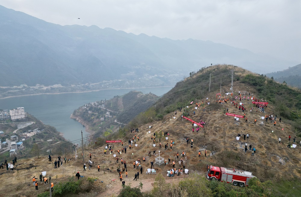 2025年3月11日，重慶市巫山縣在長(zhǎng)江兩岸開(kāi)展春季植樹(shù)活動(dòng)。.JPG