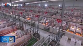 重庆市“生猪产业大脑2.0+未来猪场”上线发布