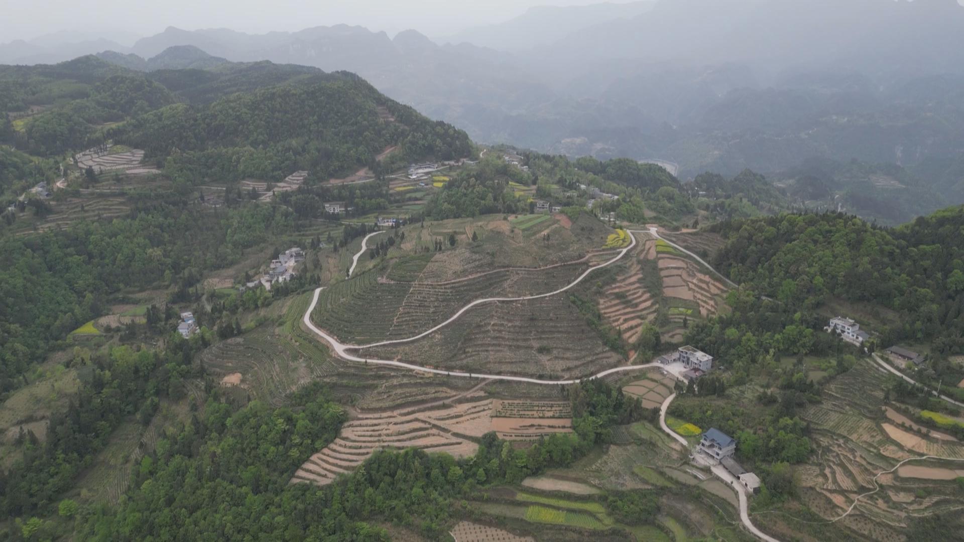 供电部门多措并举赋能春茶飘香