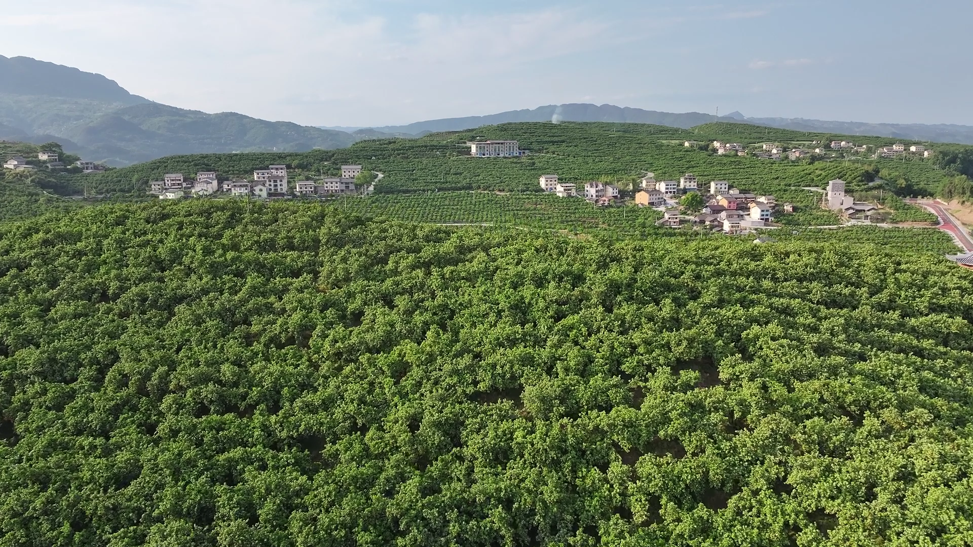 柑橘樹漫山遍野。拍攝 張圳陽.png