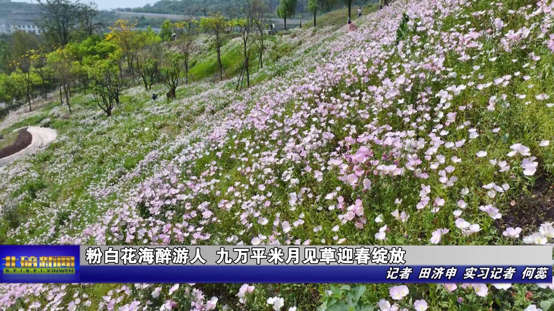 粉白花海醉游人 九万平米月见草迎春绽放