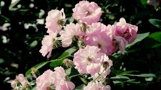 綦江：蔷薇花开 芳香自来