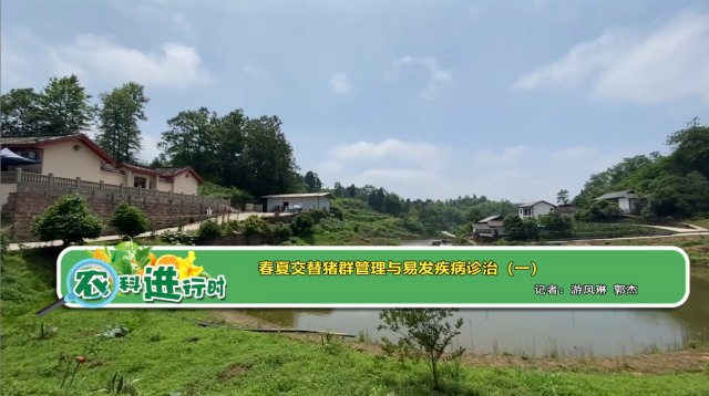 【农科进行时】春夏交替猪群管理与易发疾病诊治（一）