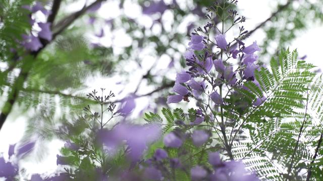 綦江：初夏时节 兰花楹开