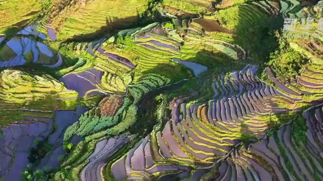 重庆：“云上梯田”蓄水待插秧