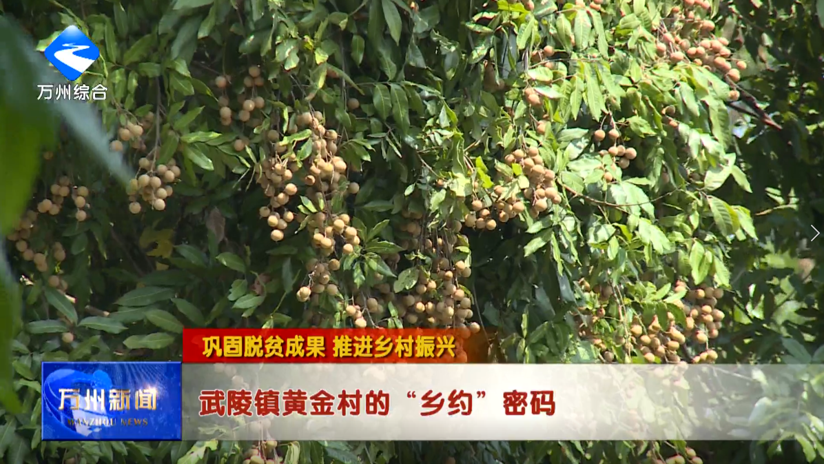 【巩固脱贫成果 推进乡村振兴】武陵镇黄金村的“乡约”密码