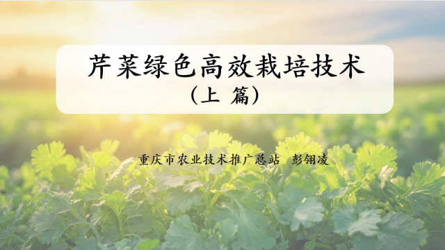 【农技慕课】芹菜绿色高效栽培技术（上篇）