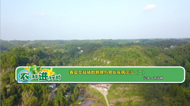 【农科进行时】春夏交替猪群管理与易发疾病诊治（二）