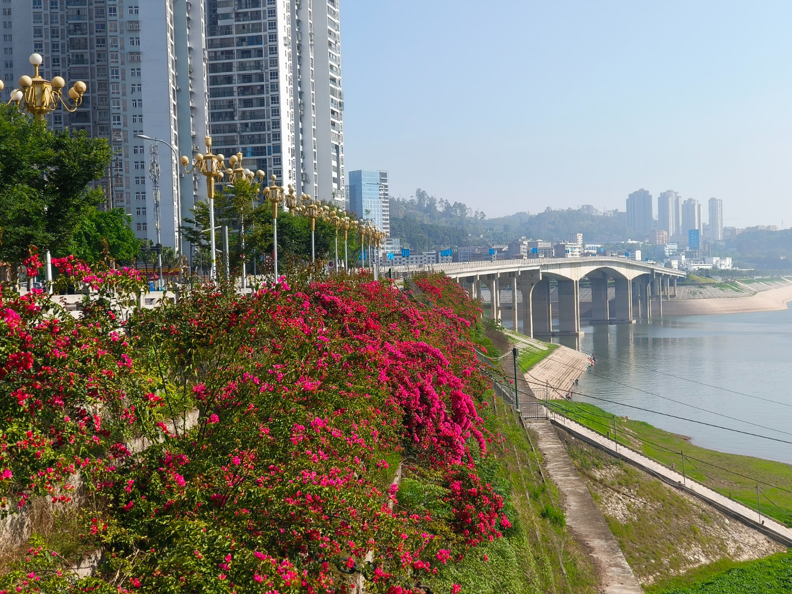 滨江路盛放的三角梅，成为一道靓丽的风景。拍摄：张耀升.jpg