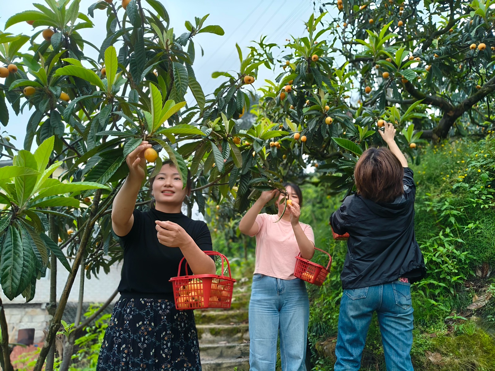 市民喜摘枇杷，享受丰收的快乐。拍摄：张耀升.jpg