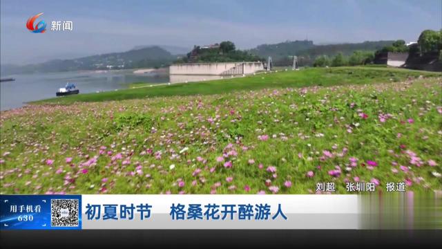 初夏时节 格桑花开醉游人