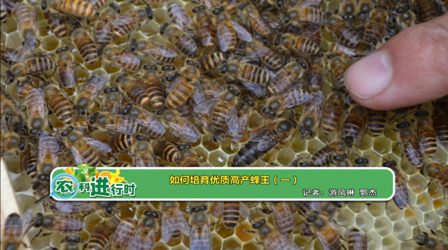【农科进行时】如何培育优质高产蜂王（一）