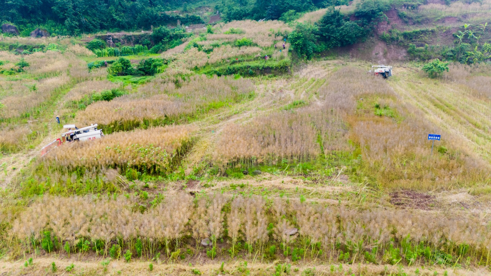 油菜收割忙。拍摄：吴建华1.JPG