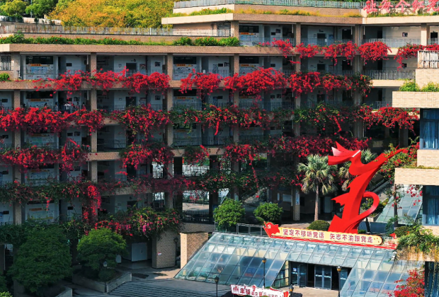 三角梅盛开 小学校园变身浪漫花海