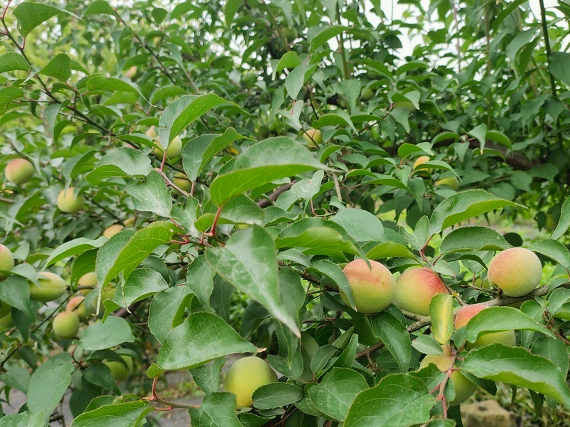 1747623089435.png 1747623089435.png