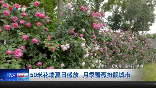 50米花墙夏日盛放 月季蔷薇扮靓城市