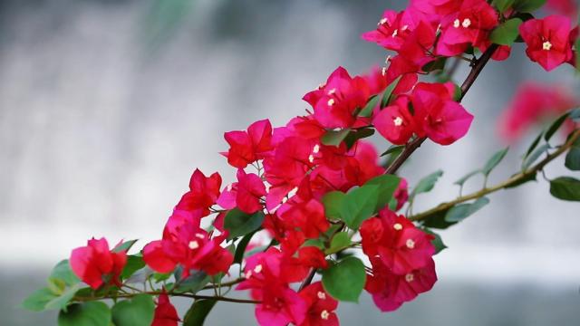 重庆万盛：五月花语 浪漫满城