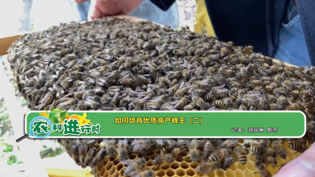 【农科进行时】如何培育优质高产蜂王（二）