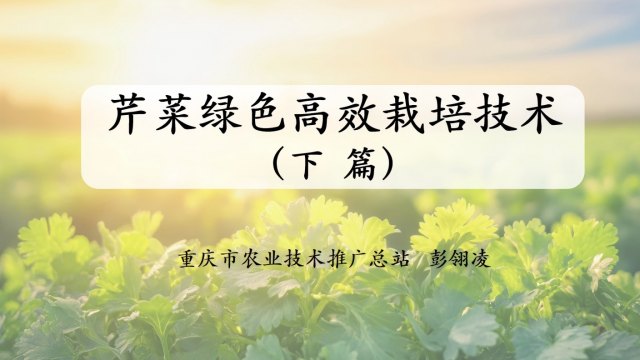 【农技慕课】芹菜绿色高效栽培技术（下篇）