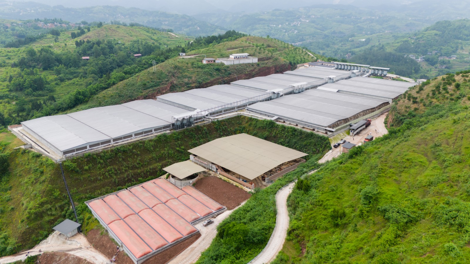 东溪镇华兴村生猪养殖基地。拍摄：吴建华.jpg