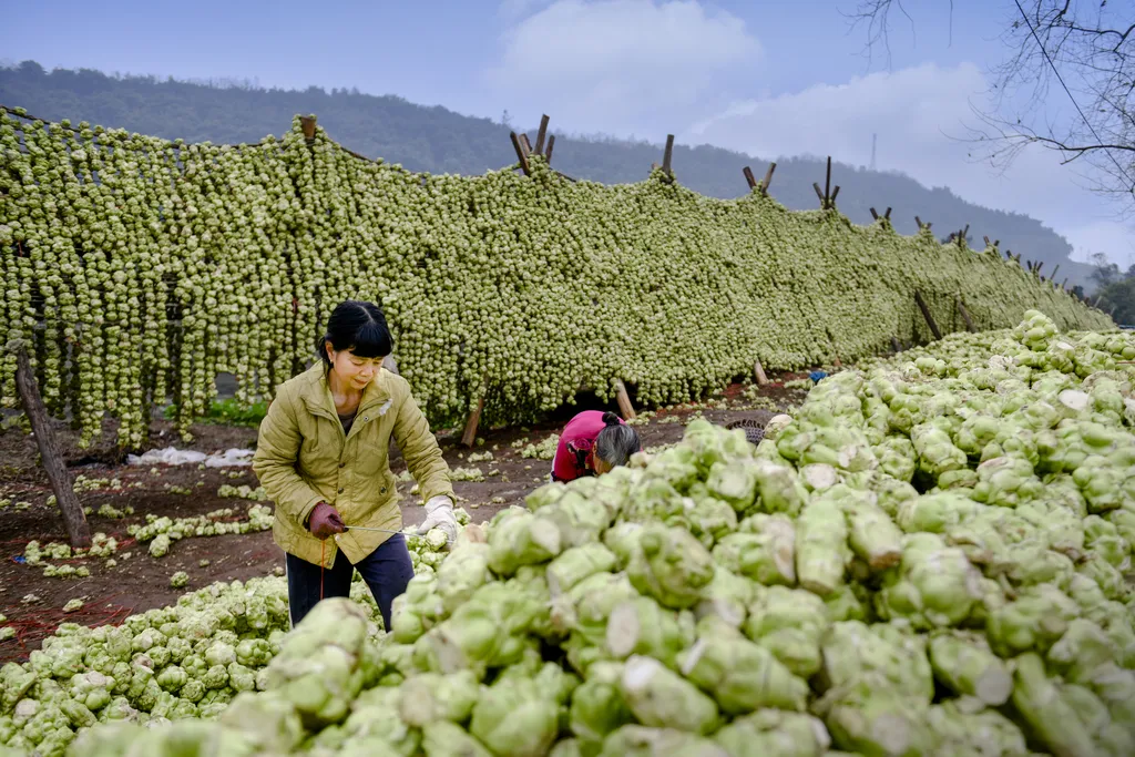 重庆加快建设涪陵榨菜等10条百亿级产业链