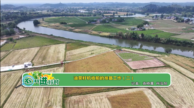 【农科进行时】油菜籽机收前的准备工作（二）