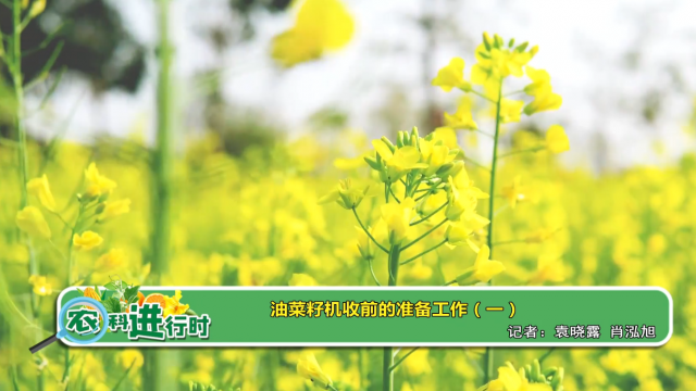 【农科进行时】油菜籽机收前的准备工作（一）