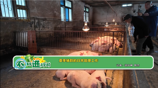 【农科进行时】夏季猪群的日常管理工作