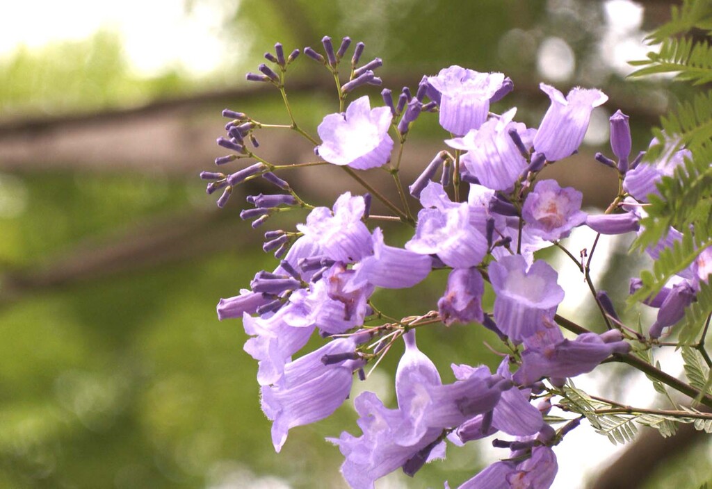 蓝花楹