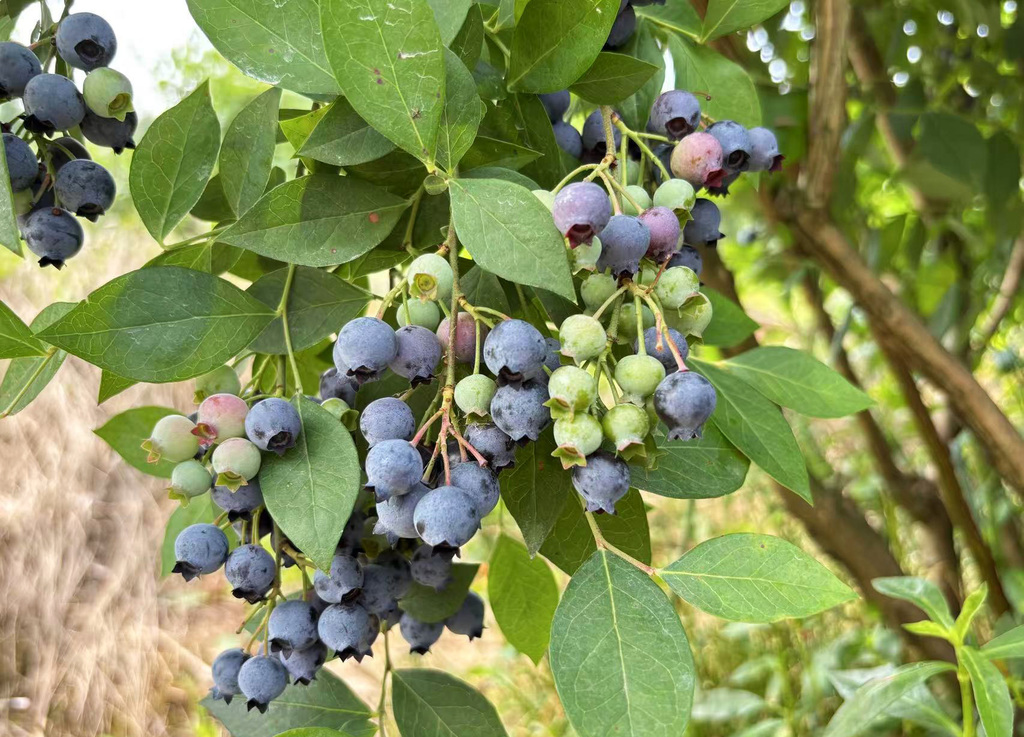 三河镇蓝莓基地蓝莓