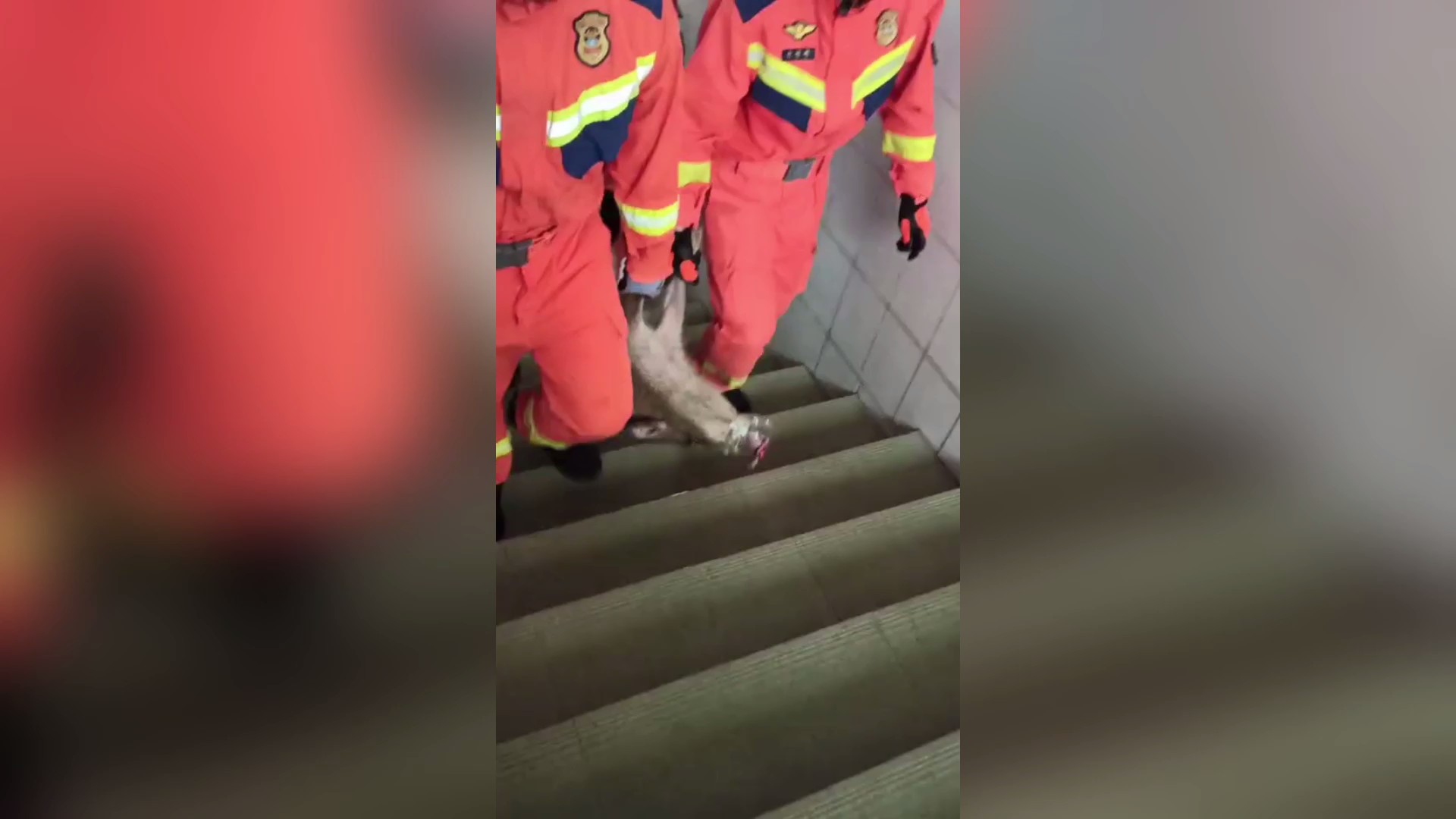 将野猪带出校园。图源：忠县消防救援.jpg