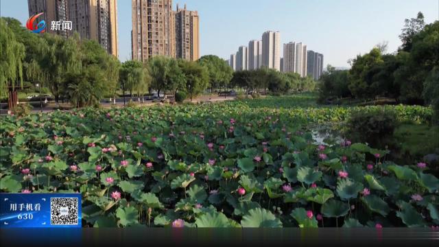 百荷初绽引客来 鸟戏莲蓬入镜中