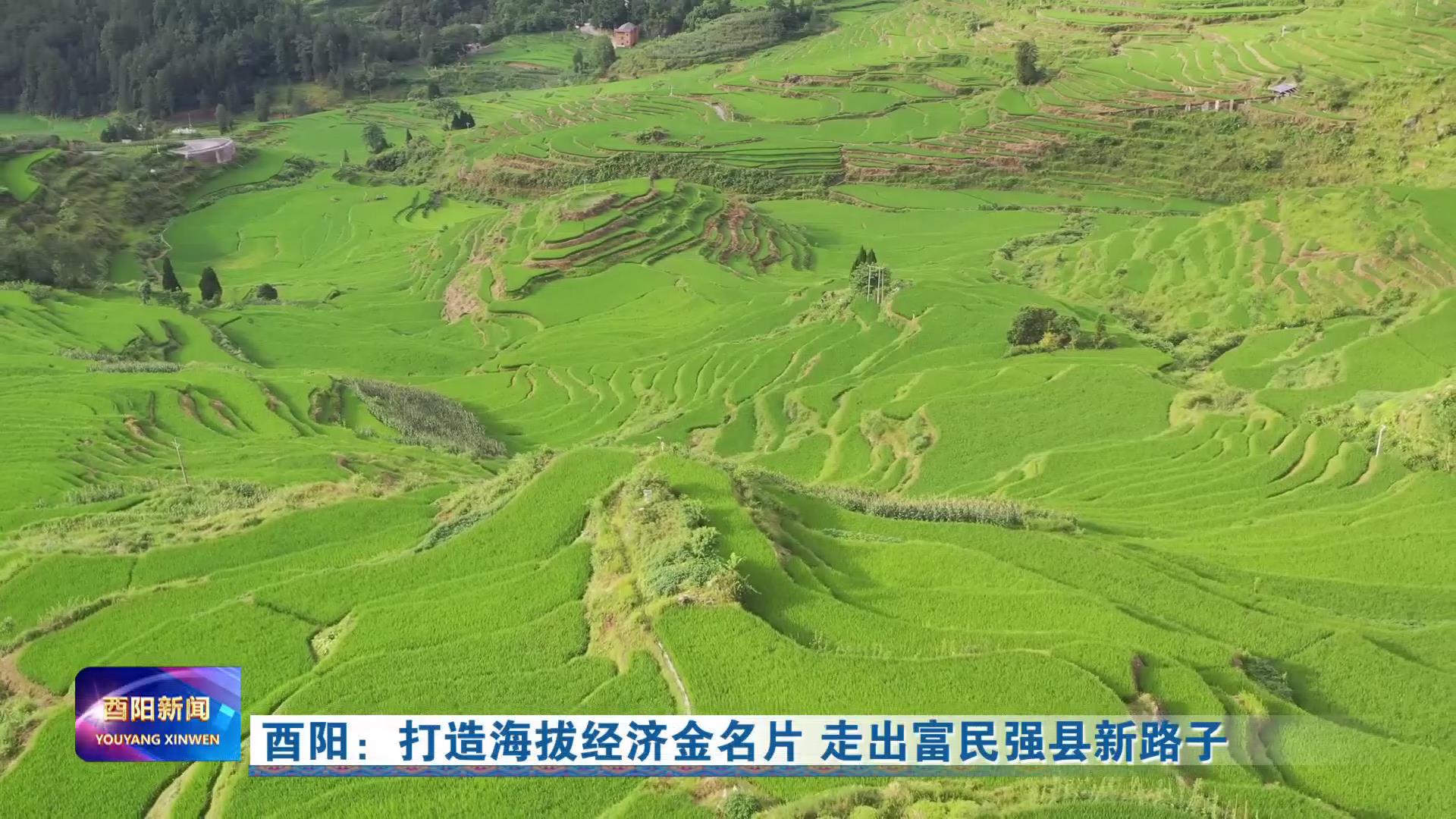 酉阳：打造海拔经济金名片 走出富民强县新路子