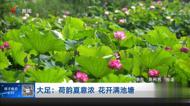 大足：荷韵夏意浓 花开满池塘